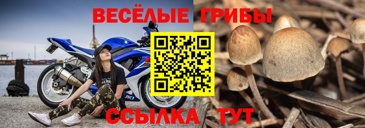 Галлюциногенные грибы Psilocybine cubensis Саратов
